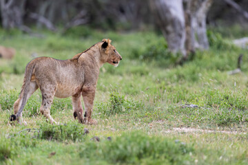 a young lion cub in the wild