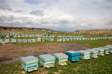 The beekeeper holds a honey cell with bees in his hands. Apiculture. Apiary - Image
