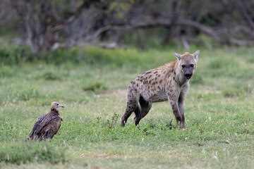 the vulture and the spotted hyena