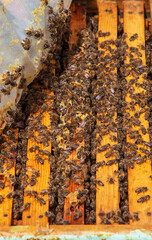 The beekeeper holds a honey cell with bees in his hands. Apiculture. Apiary - Image