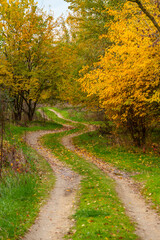 Fototapeta premium beautiful landscape of country road in autumn forest with bright yellow leaves on trees, cloudy weather
