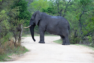 a big bull African elephant blocking the road