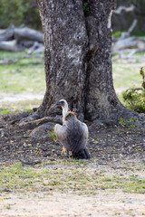 a white backed vulture on the ground by a tree