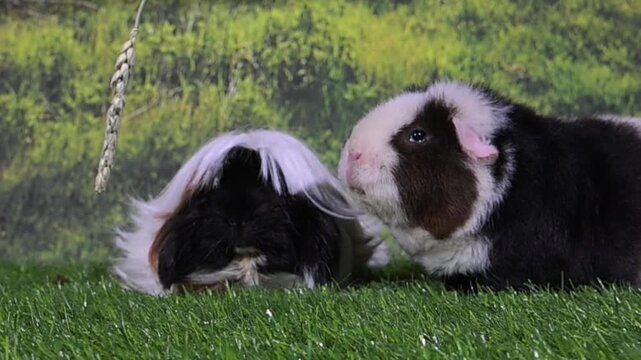 meerschweinchen tier natur nager z&auml;hne klappern