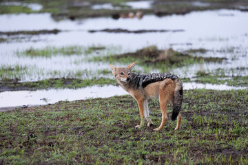 a Black-backed jackal keeping an eye out for danger