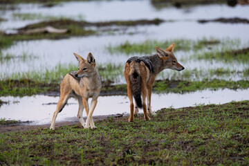 a pair of black-backed jackals searching for frogs