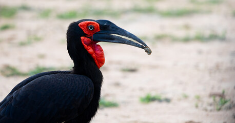 a southern ground hornbill with a snack © Jurgens