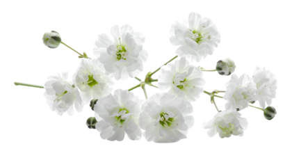 twigs and flowers of gypsophila isolated on transparent background