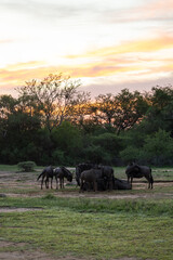 a herd of blue wildebeest at sunrise