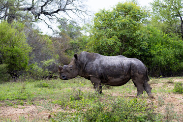 a big bull white rhino in the wild