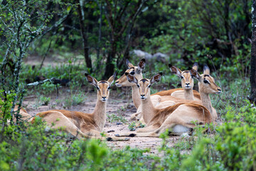 Impala ewes lying down for a nap