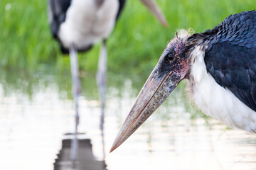 a portrait of a marabou stork