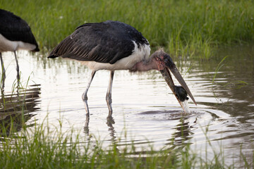 A marabou stork caught a terrapin