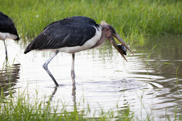 A marabou stork caught a terrapin