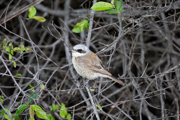 a red backed shrike perched in a bush