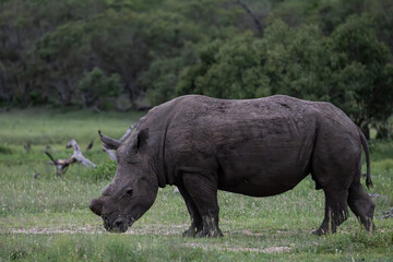 a dehorned white rhino bull