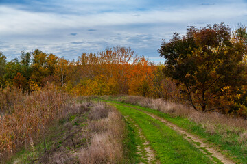 Naklejka premium beautiful landscape of country road in autumn forest with bright yellow leaves on trees, cloudy weather