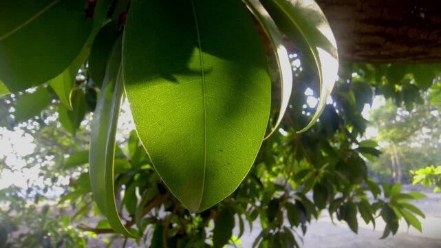 Chikoo tree Leaves close up shot and bright sun light is  shining behind leaves.