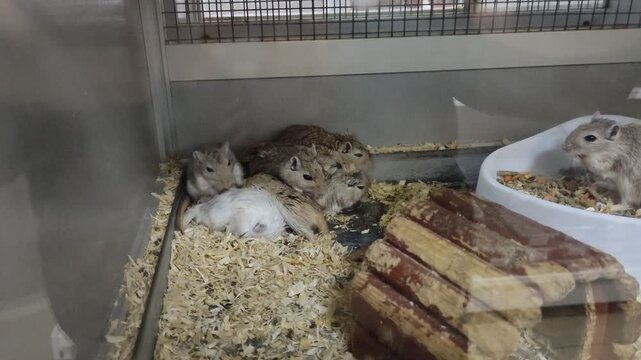 Degus in cage some eating, sleeping and grooming