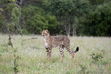 a young female cheetah in the wild