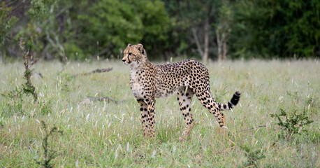 a young female cheetah in the wild