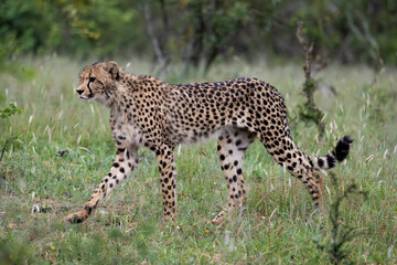 a young female cheetah in the wild