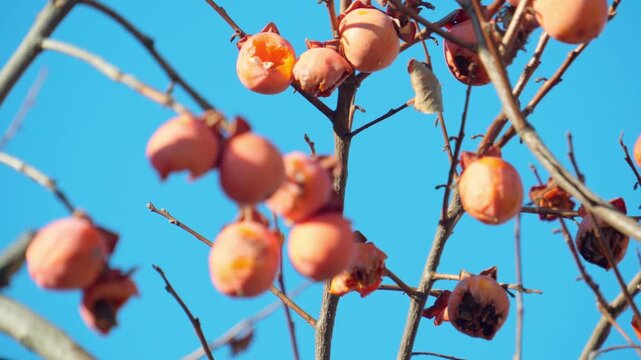 青空を背景に揺れる木守柿。鳥が食べた痕跡