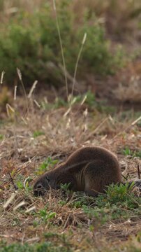 4K 30p vertical video captures a Cape or South African ground squirrel (Xerus inauris) foraging on seeds and grass at Mountain Zebra National Park, Cradock, Eastern Cape, South Africa.
