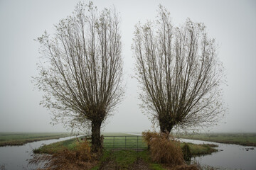 a pair of pollard willow trees either side of a gate into farmland polder field in the Netherlands. Drainage sluit ditches either side keep farmland arable. Grey misty day in Dutch countryside  