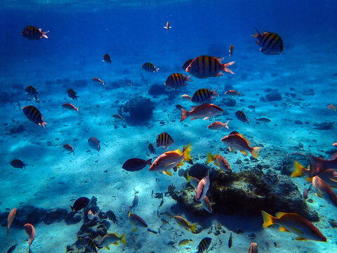 Underwater life of Rum Point, Grand Cayman