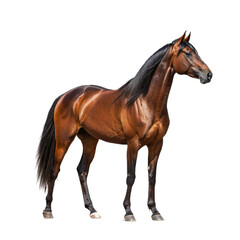 Obraz premium horse isolated on white background