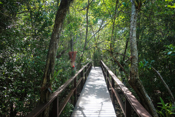 Obraz premium Landscape of Queen Elizabeth botanical garden, Grand Cayman