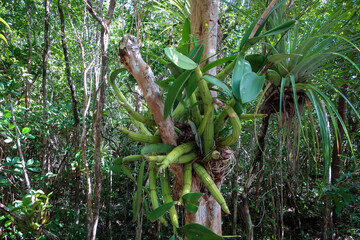 Obraz premium Caribbean flowers of Queen Elizabeth botanical garden, Grand Cayman