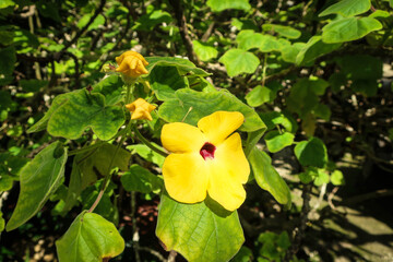 Caribbean flowers of Queen Elizabeth botanical garden, Grand Cayman