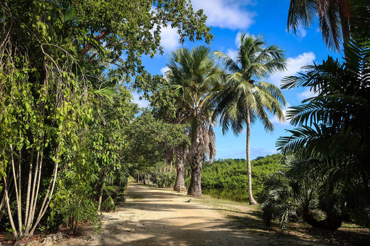 Queen Elizabeth II Botanic Park landscape, Grand Cayman