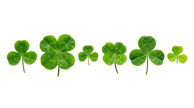Happy st patricks day image shows a row of green shamrocks and four leaf clovers arranged horizontally on a clean white background cutout