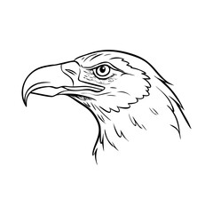 Obraz premium Detailed eagle head sketch illustrating intricate features with strong beak and piercing eyes. Eagle head design showcases realism and precision, ideal for wildlife art and educational materials.