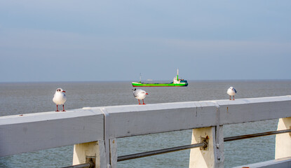kleine Vogel, blankenberge,  nordsee br&uuml;cke