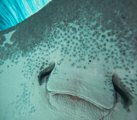 Close up underwater view of stingray resting on sandy seabed in shallow tropical lagoon. Marine...