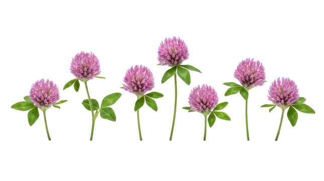 Happy st patricks day arrangement of several clover flower heads with green leaves and stems visible in a row clean white background cutout