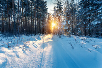 Dreamy winter landscape, winter forest in sunny day.