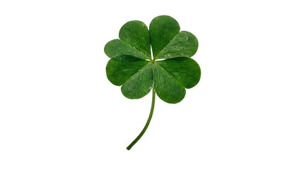 Happy st patricks day four leaf clover with a stem is centered in the frame and is a vibrant green color plain white background and png