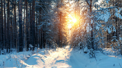 Dreamy winter landscape, winter forest in sunny day.