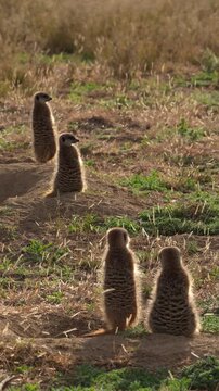 4K 30p vertical video captures a suricate or meerkat (Suricata suricatta) warming itself in the early morning sun at Mountain Zebra National Park, Cradock, Eastern Cape, South Africa.