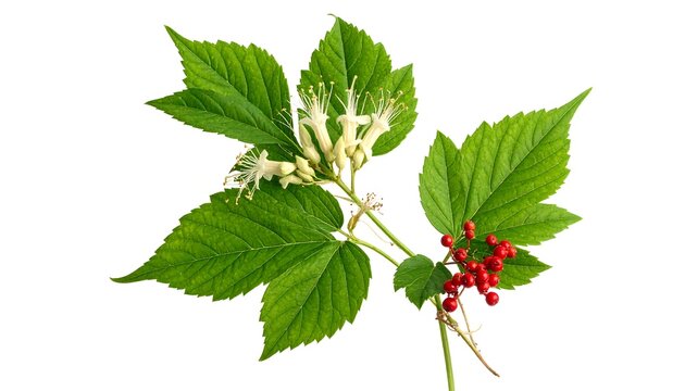 Vibrant Thimbleberry Plant with Berries and Blossoms on White.
