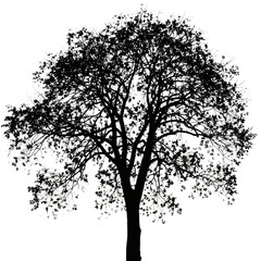 Fototapeta premium Large tree silhouette with intricate branches