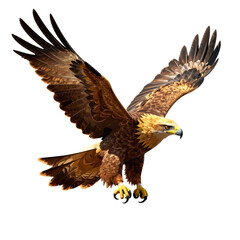 Obraz premium Majestic eagle in flight with wings spread wide