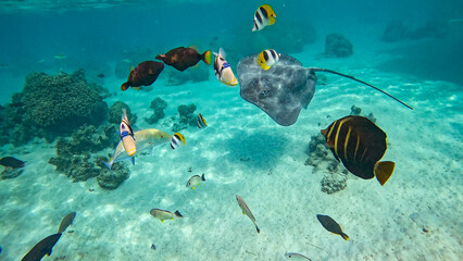 Graceful stingray swimming in shallow turquoise lagoon surrounded by tropical fish and coral formations in Moorea, French Polynesia.