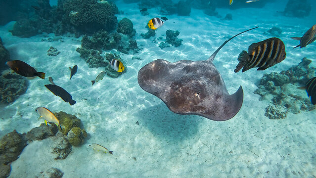 Close-up underwater view of a stingray gliding over sandy bottom in a clear tropical lagoon in Moorea, French Polynesia.