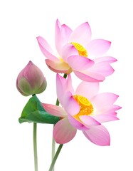 Fototapeta premium Elegant Pink Lotus Flowers - A Symbol of Purity and Enlightenment.